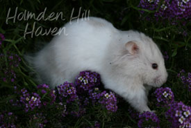 Mirage- Silver Dove Tortoiseshell and White (Banded) Longhaired